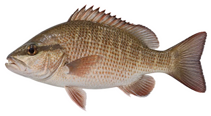 Studio photograph of a Mangrove Snapper (Lutjanus griseus), side view, on a white background