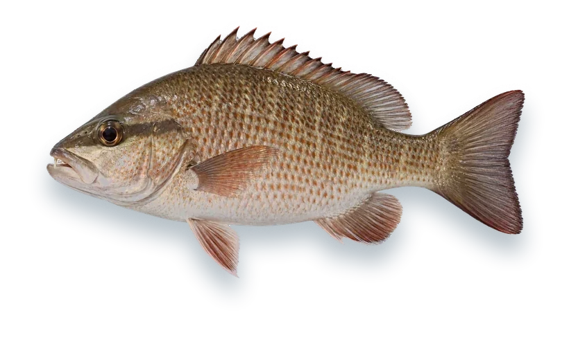 Studio photograph of a Mangrove Snapper (Lutjanus griseus), side view, on a white background