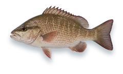 Studio photograph of a Mangrove Snapper (Lutjanus griseus), side view, on a white background