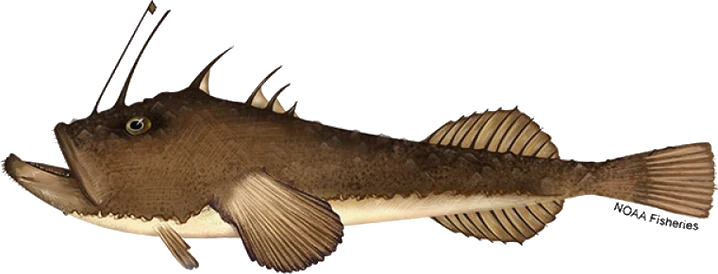 Monkfish