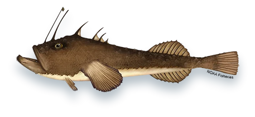 Illustration of a Monkfish (Lophius americanus), side view, on a white background