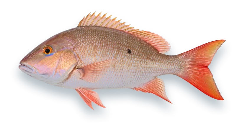 Studio photograph of a Mutton Snapper (Lutjanus analis), side view, on a white background
