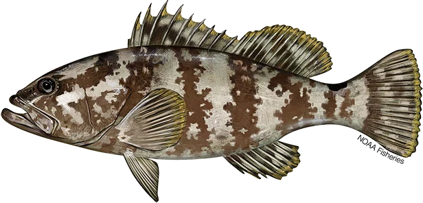 Nassau Grouper