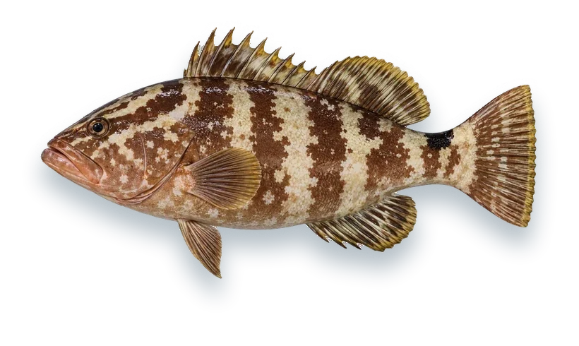 Studio photograph of a Nassau Grouper (Epinephelus striatus), side view, on a white background