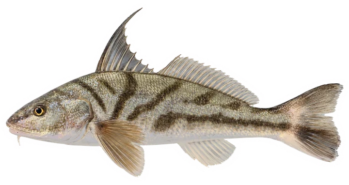 Studio photograph of a Northern Kingfish (Menticirrhus saxatilis), side view, on a white background