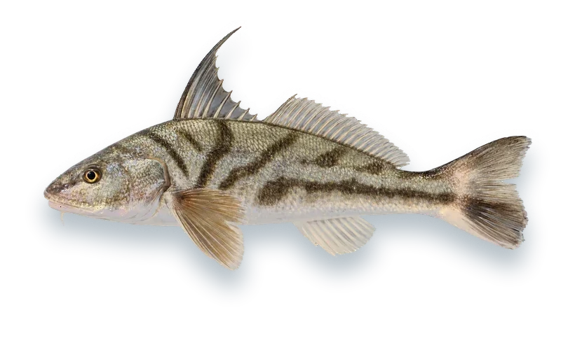 Studio photograph of a Northern Kingfish (Menticirrhus saxatilis), side view, on a white background
