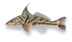 Studio photograph of a Northern Kingfish (Menticirrhus saxatilis), side view, on a white background