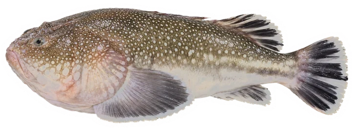 Studio photograph of a Northern Stargazer (Astroscopus guttatus), side view, on a white background