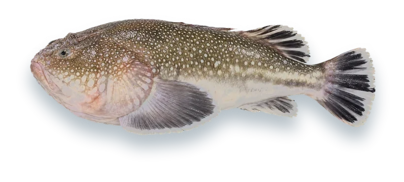 Studio photograph of a Northern Stargazer (Astroscopus guttatus), side view, on a white background