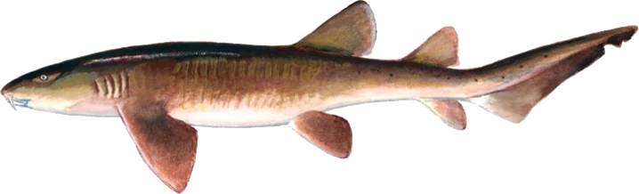Nurse Shark