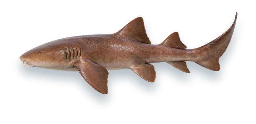 Studio photograph of a Nurse Shark (Ginglymostoma cirratum), side view, on a white background