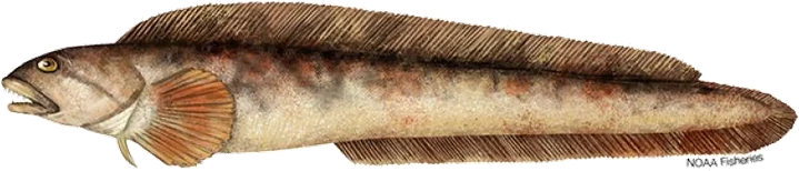 Ocean Pout