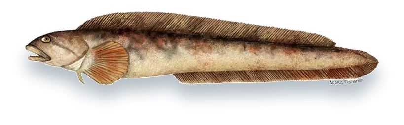 Illustration of an Ocean Pout (Zoarces americanus), side view, on a white background