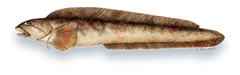 Illustration of an Ocean Pout (Zoarces americanus), side view, on a white background
