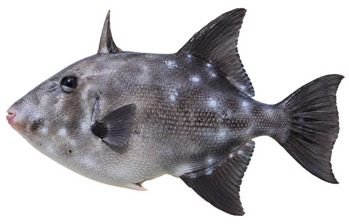 Studio photograph of an Ocean Triggerfish (Canthidermis sufflamen), side view, on a white background