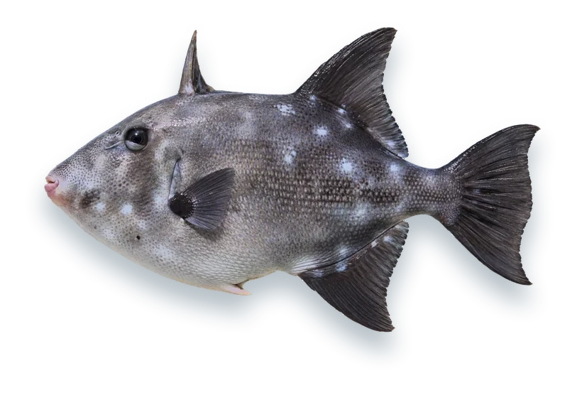 Studio photograph of an Ocean Triggerfish (Canthidermis sufflamen), side view, on a white background