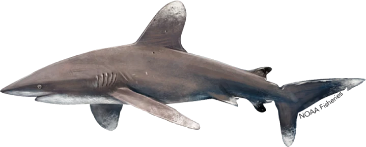 Oceanic Whitetip Shark