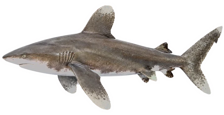 Studio photograph of an Oceanic Whitetip Shark (Carcharhinus longimanus), side view, on a white background