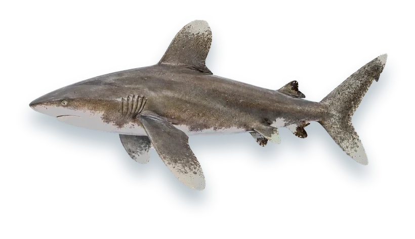 Studio photograph of an Oceanic Whitetip Shark (Carcharhinus longimanus), side view, on a white background