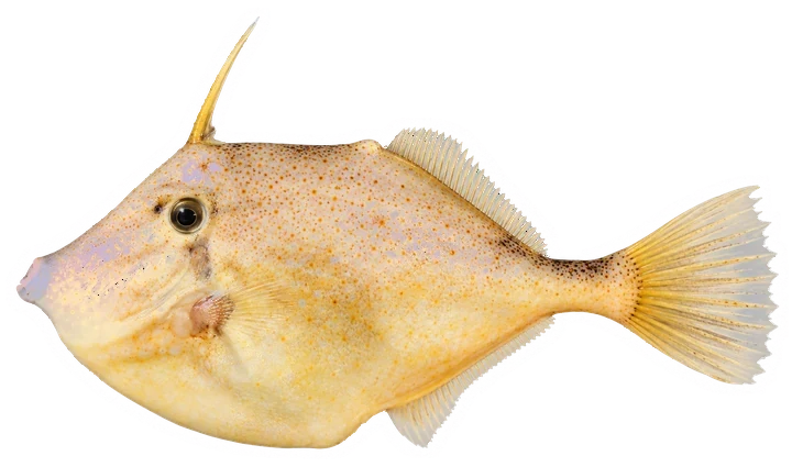 Studio photograph of an Orange Filefish (Aluterus schoepfii), side view, on a white background