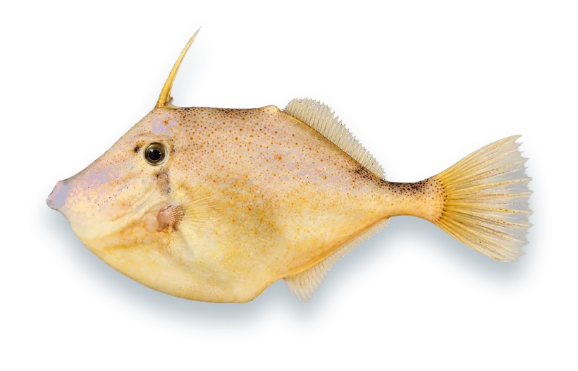 Studio photograph of an Orange Filefish (Aluterus schoepfii), side view, on a white background