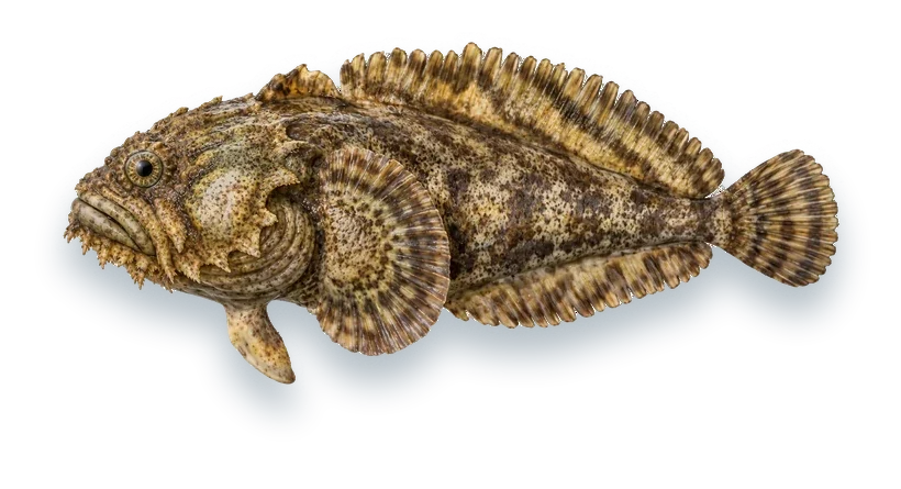 Studio photograph of an Oyster Toadfish (Opsanus tau), side view, on a white background