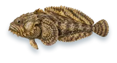 Studio photograph of an Oyster Toadfish (Opsanus tau), side view, on a white background