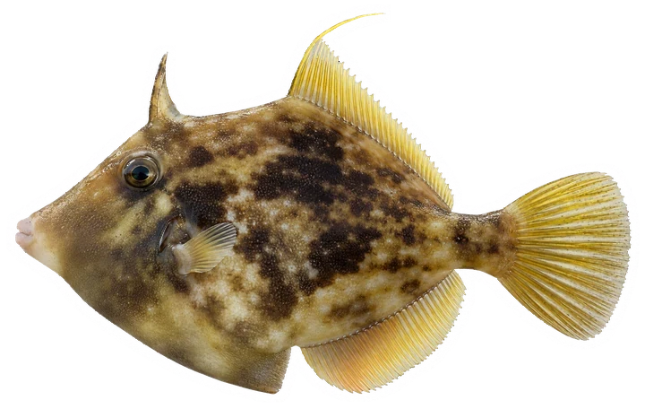 Studio photograph of a Planehead Filefish (Stephanolepis hispida), side view, on a white background