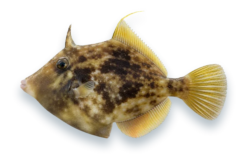 Studio photograph of a Planehead Filefish (Stephanolepis hispida), side view, on a white background
