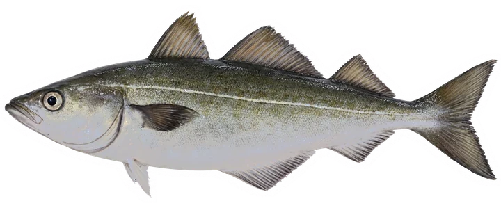 Studio photograph of a Pollock (Pollachius virens), side view, on a white background