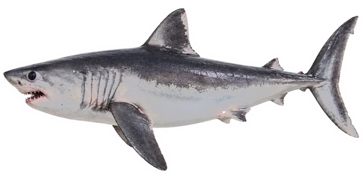 Studio photograph of a Porbeagle (Lamna nasus), side view, on a white background