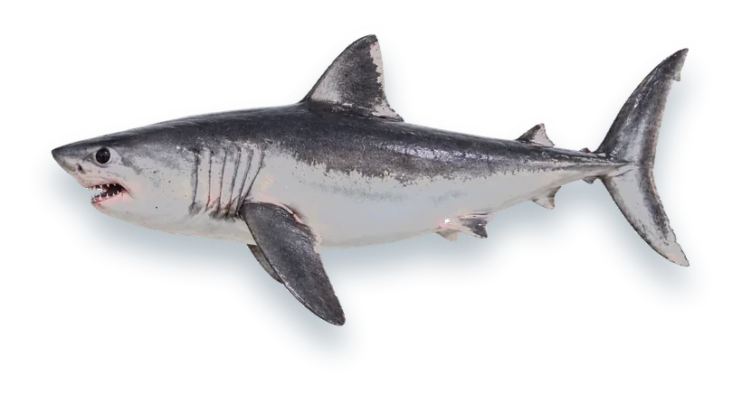Studio photograph of a Porbeagle (Lamna nasus), side view, on a white background