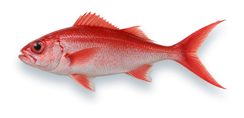 Studio photograph of a Queen Snapper (Etelis oculatus), side view, on a white background
