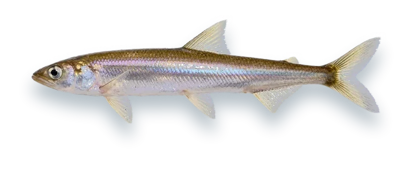 Studio photograph of a Rainbow Smelt (Osmerus mordax), side view, on a white background