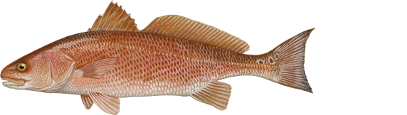 Red Drum