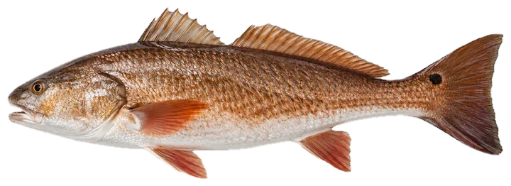 Studio photograph of a Red Drum (Sciaenops ocellatus), side view, on a white background