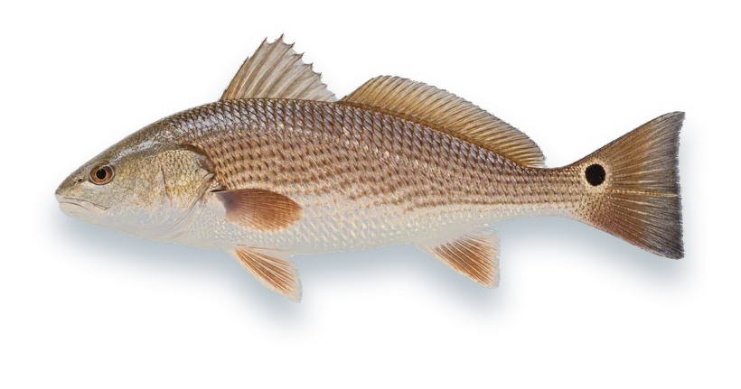 Studio photograph of a Red Drum (Sciaenops ocellatus), side view, on a white background