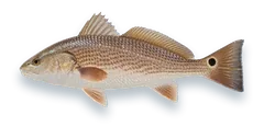 Studio photograph of a Red Drum (Sciaenops ocellatus), side view, on a white background