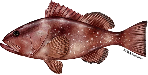 Red Grouper