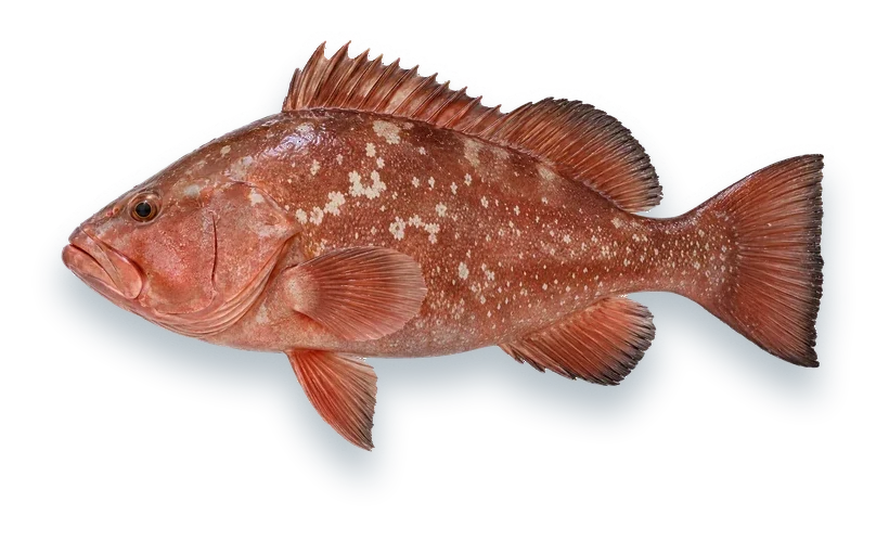 Studio photograph of a Red Grouper (Epinephelus morio), side view, on a white background