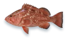 Studio photograph of a Red Grouper (Epinephelus morio), side view, on a white background