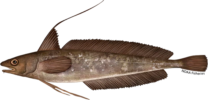 Red Hake