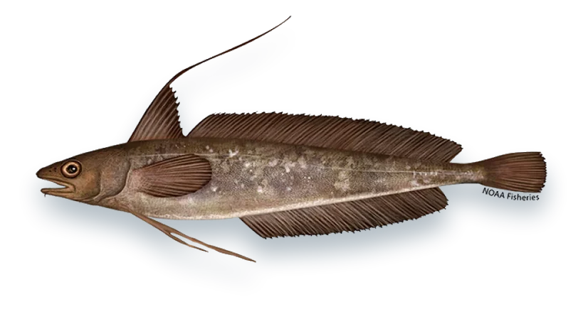 Illustration of a Red Hake (Urophycis chuss), side view, on a white background
