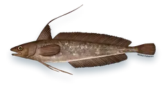 Illustration of a Red Hake (Urophycis chuss), side view, on a white background
