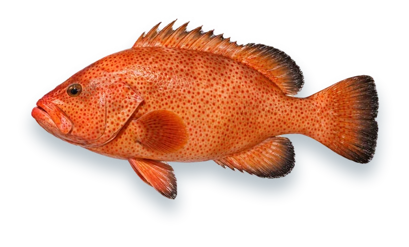 Studio photograph of a Red Hind (Epinephelus guttatus), side view, on a white background