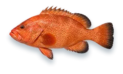 Studio photograph of a Red Hind (Epinephelus guttatus), side view, on a white background