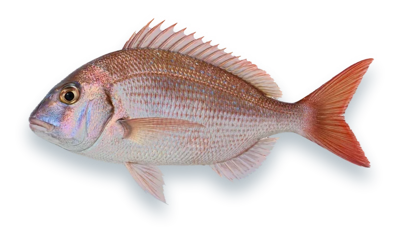 Studio photograph of a Red Porgy (Pagrus pagrus), side view, on a white background