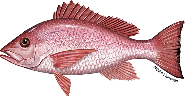 Red Snapper