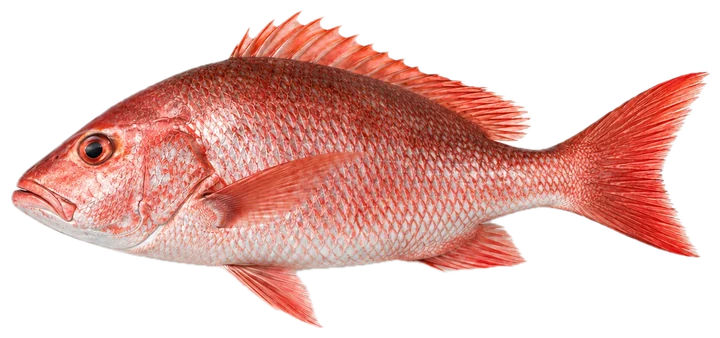 Studio photograph of a Red Snapper (Lutjanus campechanus), side view, on a white background