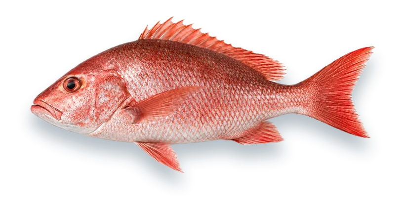 Studio photograph of a Red Snapper (Lutjanus campechanus), side view, on a white background